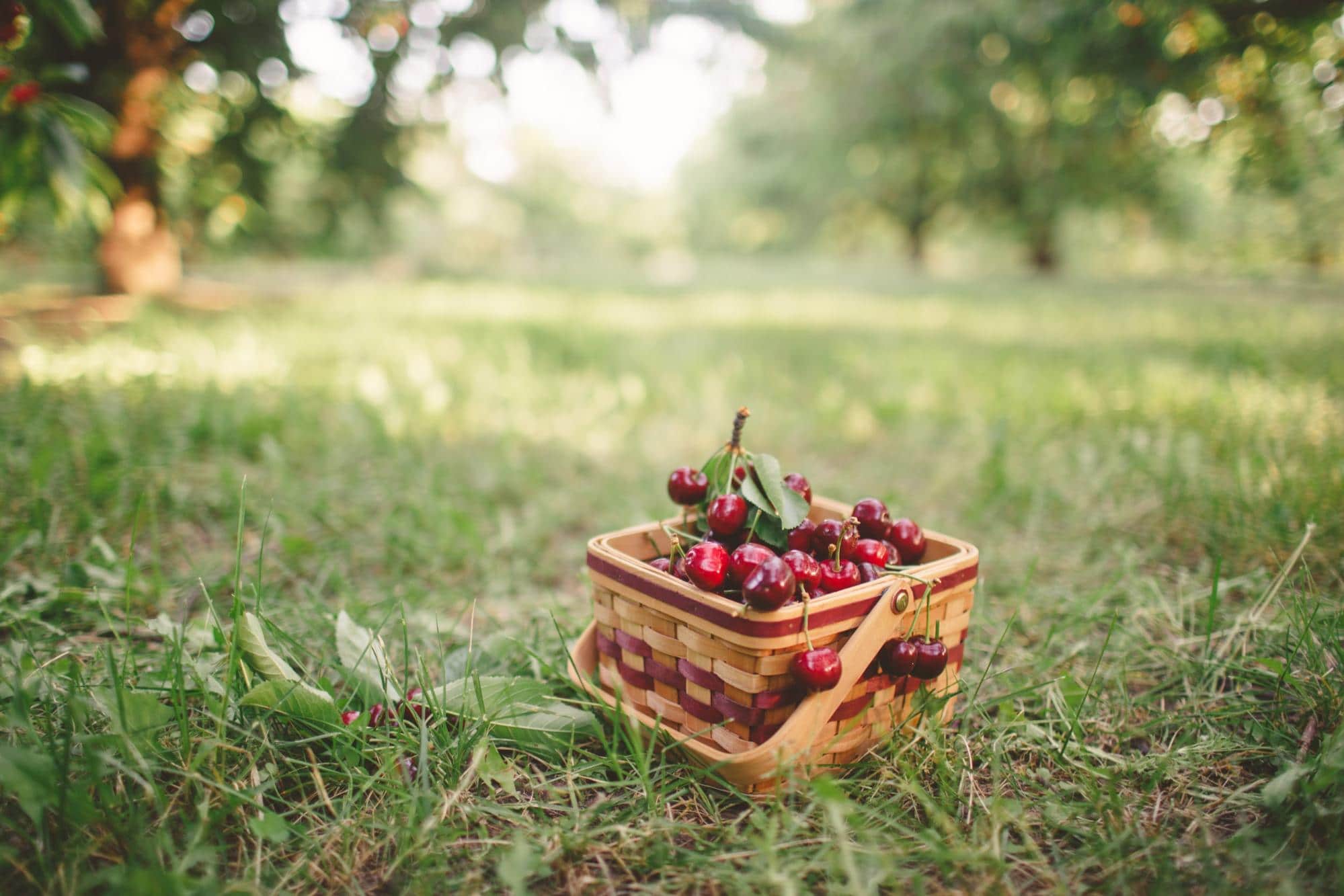 Cherry Hill Orchard & Market