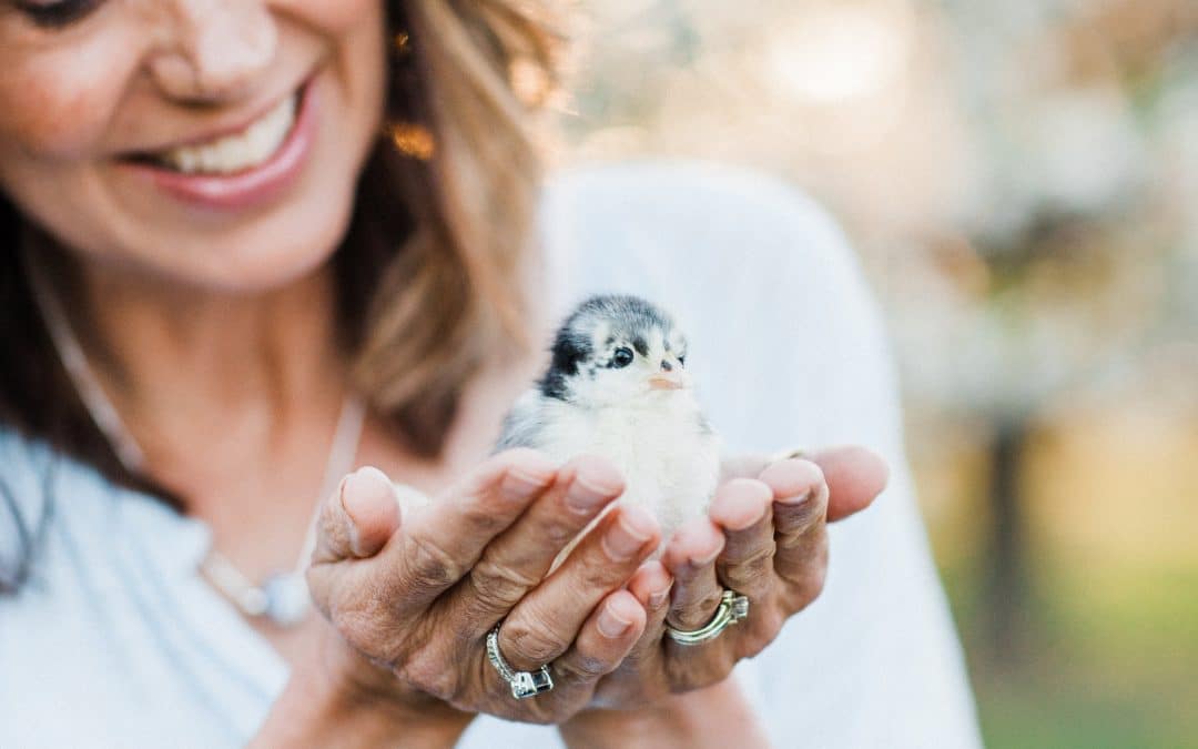 5 Things You will Need When You Bring Chicks Home